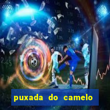 puxada do camelo jogo do bicho